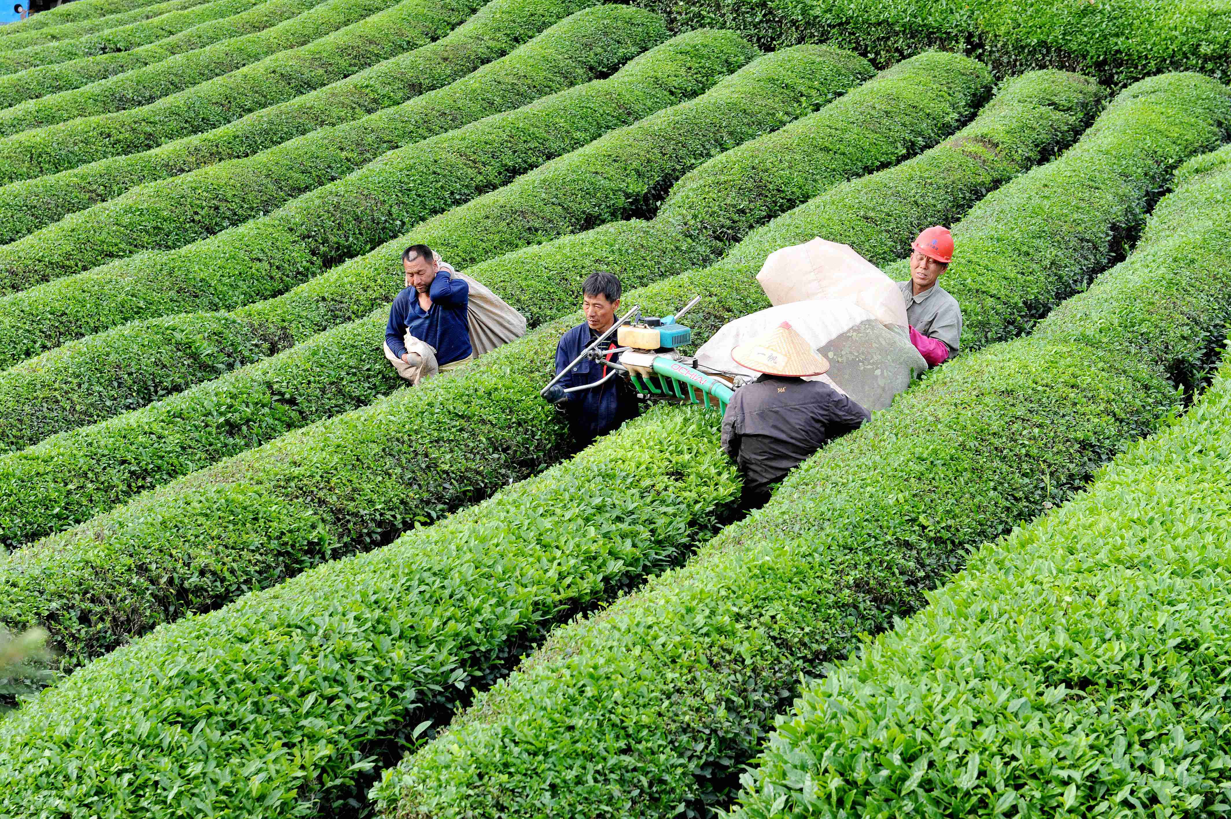 江西德兴茶农赶采谷雨茶