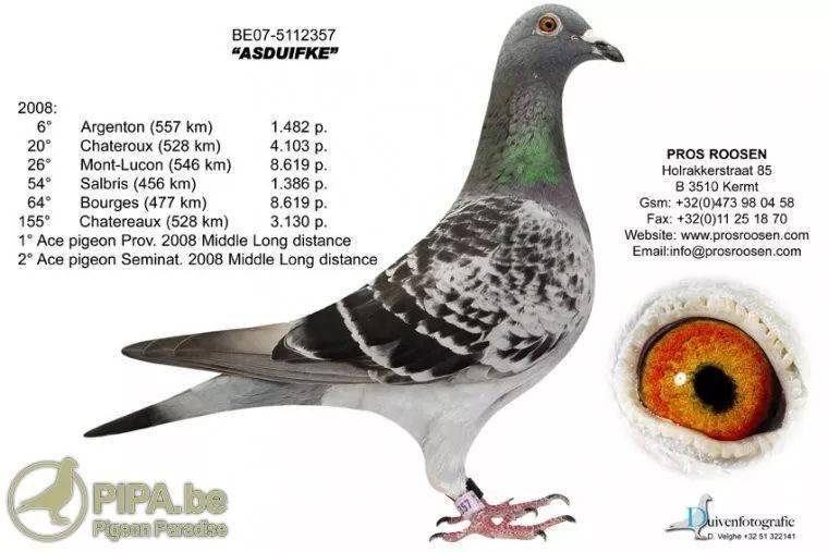 "顶级种鸽福雷迪"成为波斯引进的黄金鸽系,因为这羽超级种鸽在赛鸽