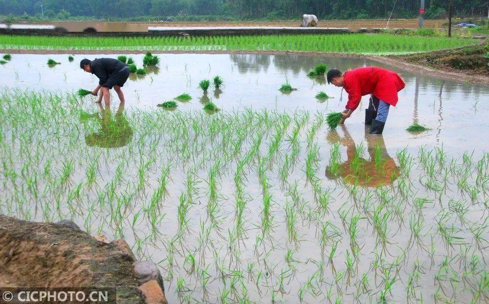 2021年4月19日,广西贺州市平桂区鹅塘镇壮族山村盘谷村农民在插秧.