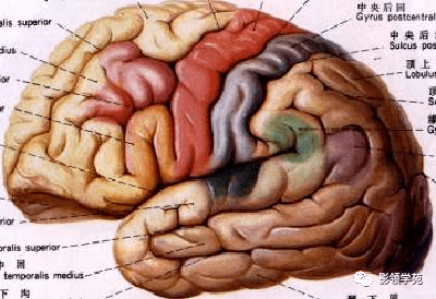 颅脑的影像解剖与常见变异