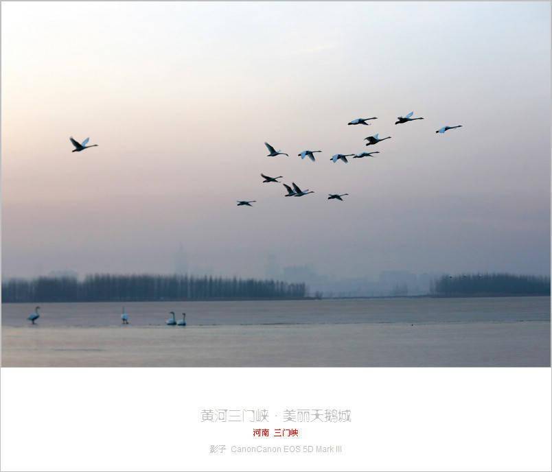 三门峡天鹅湖