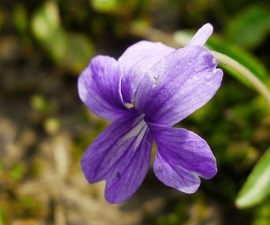 国药典》规定,紫花地丁正品为堇菜科堇菜属植物紫花地丁的干燥全草