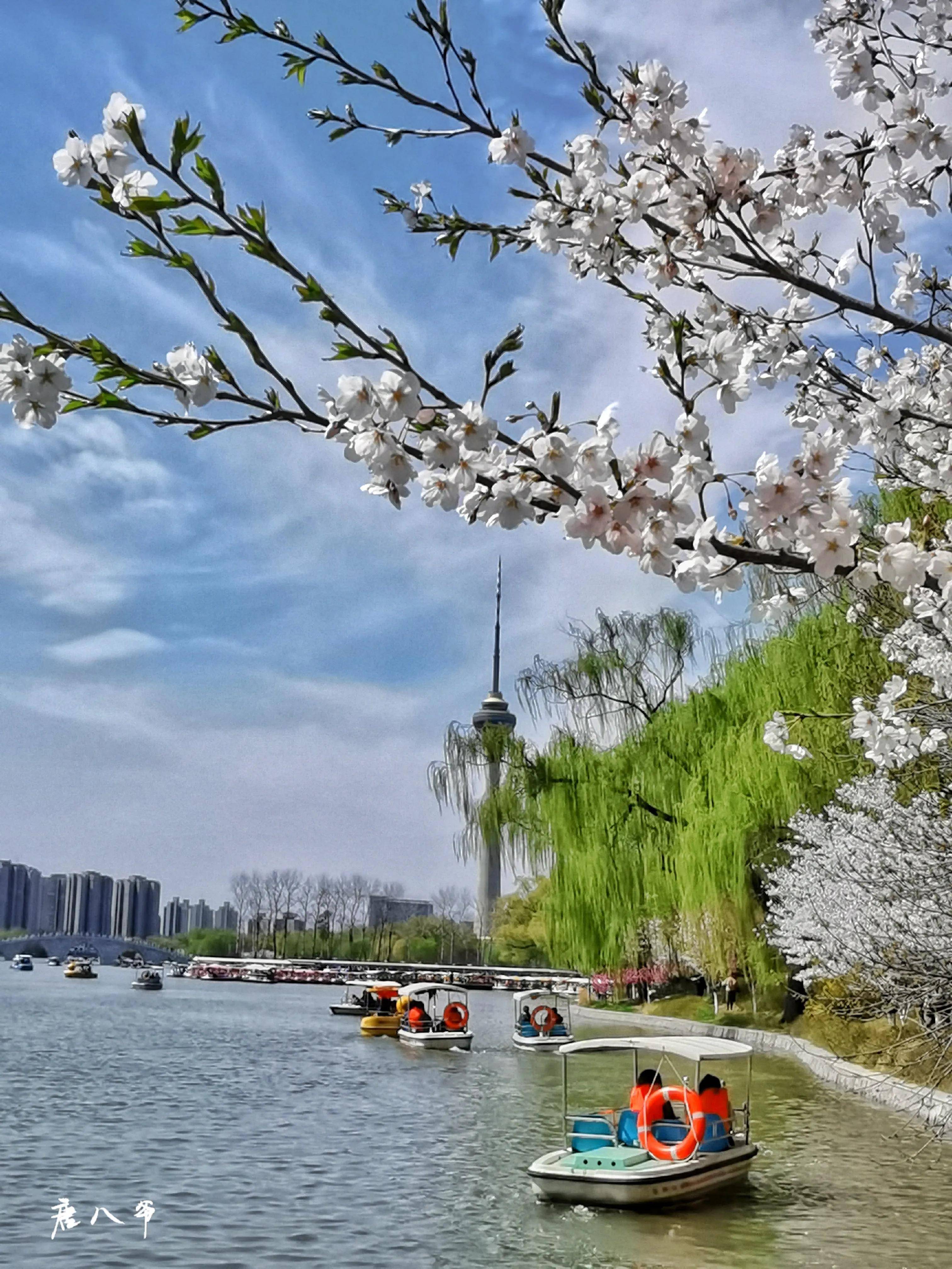 北京玉渊潭公园,花开的季节真美
