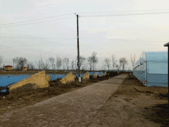 目前已连续规模种植韭菜三年,基地目前共种植韭菜百余亩,每亩年收入达