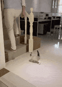 奶猫劝退!自从养了它,再也没能好好走路了