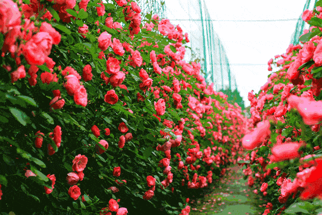 2021宜春●浪漫玫瑰花海 卡通玩偶游园会,数十万株鲜花,邀您来打卡