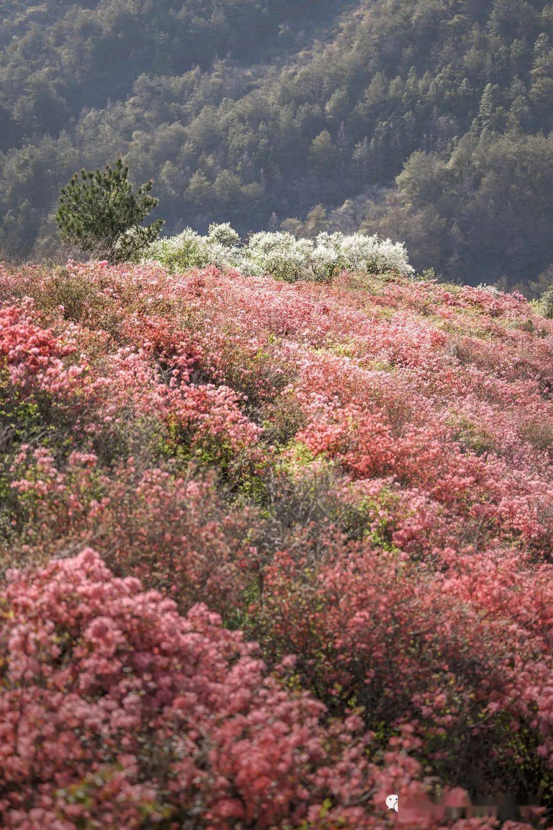 时间 | 4月30日-5月5日 地点 | 东湖磨山景区杜鹃园 02  第五届玫瑰