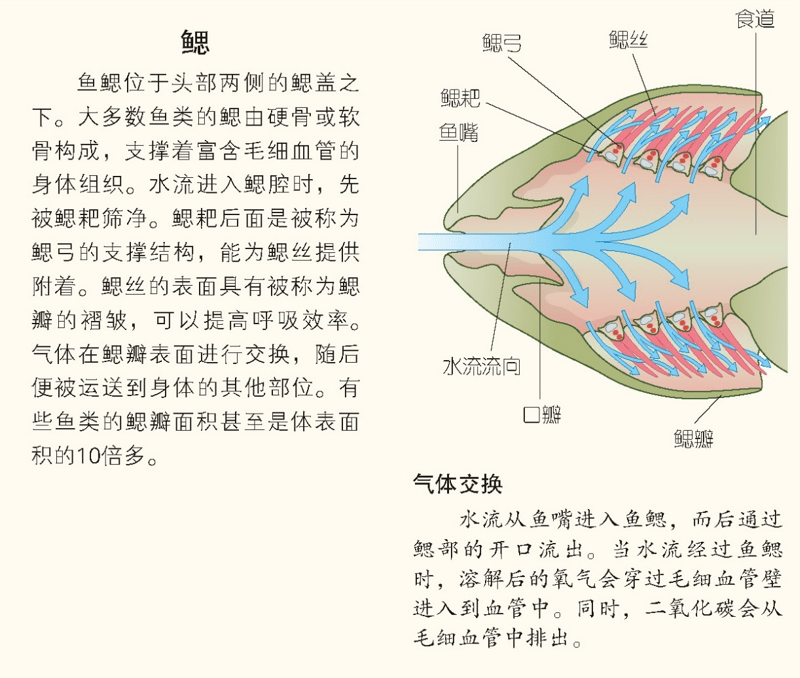 鱼又是如何通过鳃呼吸的?