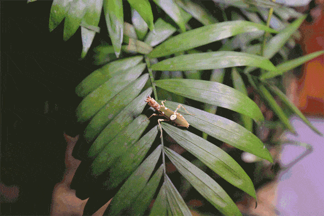 现实版铁甲小宝空降泸州酒城乐园生态昆虫展震撼来袭99的娃娃都想去