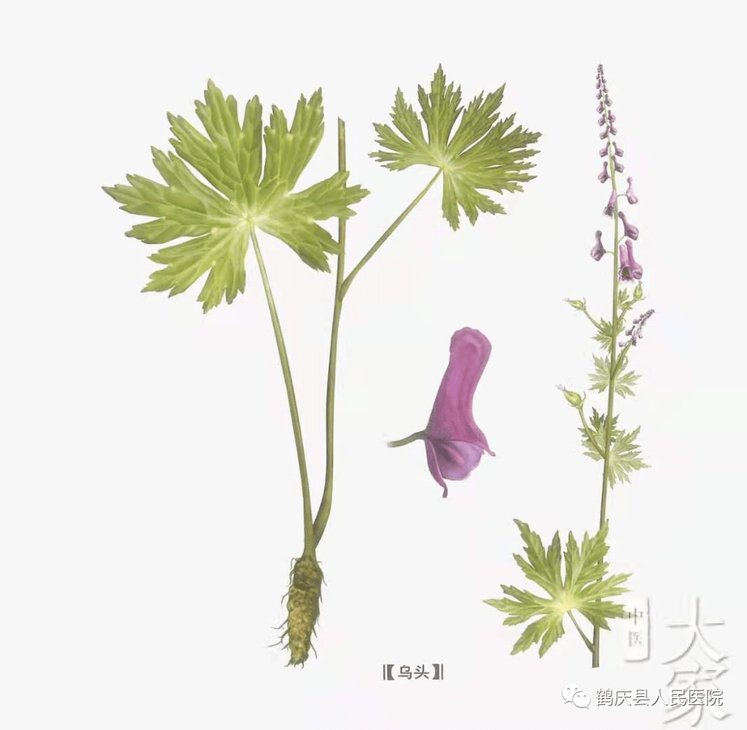 附子中毒的表现及防治措施