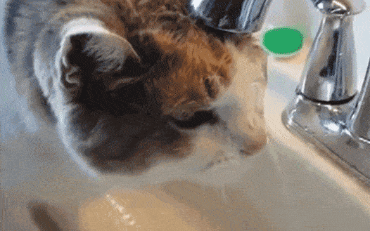 猫最傻的样子,你见过吗?