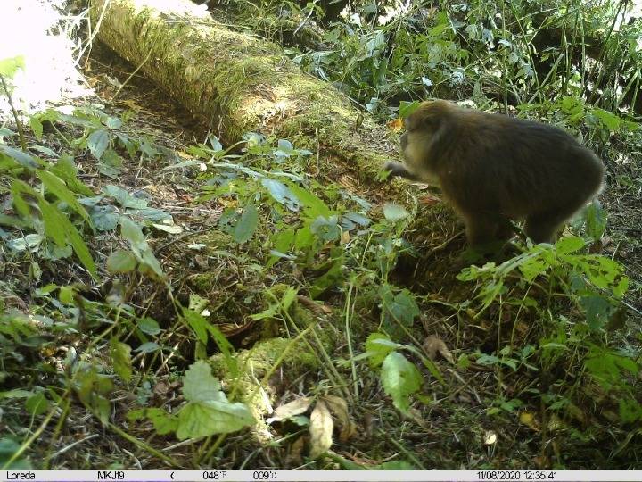 云南高黎贡山发现白颊猕猴新分布