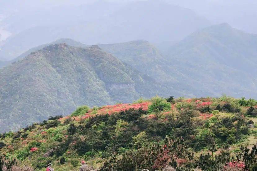 天台大雷山,漫山遍野映山红已盛开