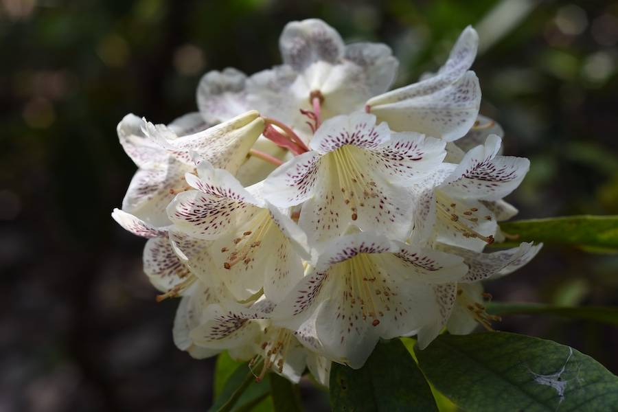 南山 图百合花杜鹃(rhododendron liliiflorum) 摄于云南.