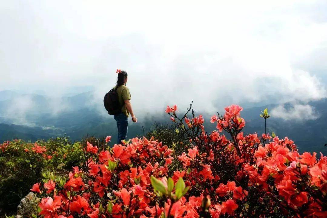 2021铜鼓七星岭万亩杜鹃花海旅游节,即日起盛花迎客,免费送门票!