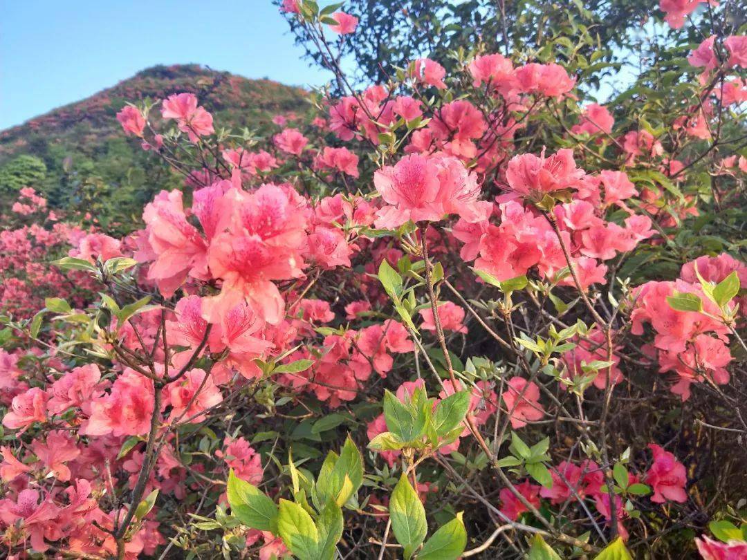 2021铜鼓七星岭万亩杜鹃花海旅游节,即日起盛花迎客,免费送门票!