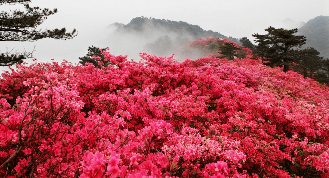 2021铜鼓七星岭万亩杜鹃花海旅游节,即日起盛花迎客,免费送门票!