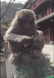 搞笑GIF:猴哥你变了