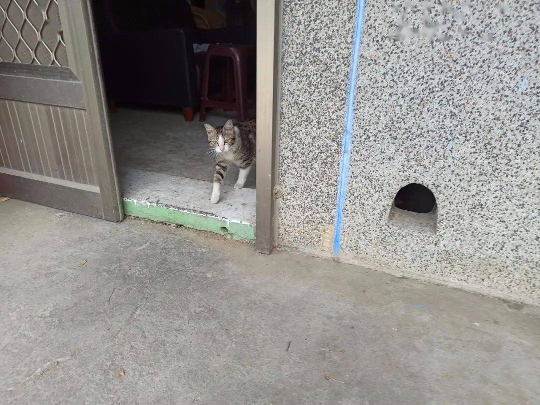 猫每天自动送上门,原来60年前建房子早已在墙上留下猫洞!