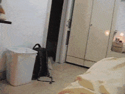 也并不好看奶牛猫不是什么名贵的品种事后火葬场挑衅一时爽倍儿爽哦