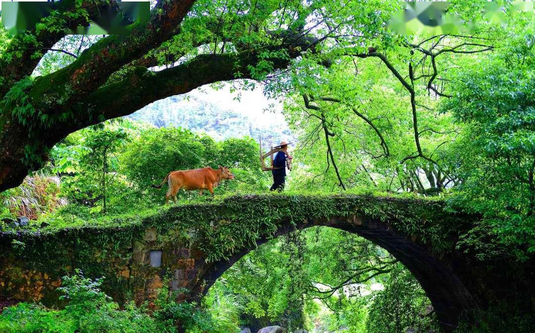 江西遂川:"一村一景"助推乡村振兴_石拱桥