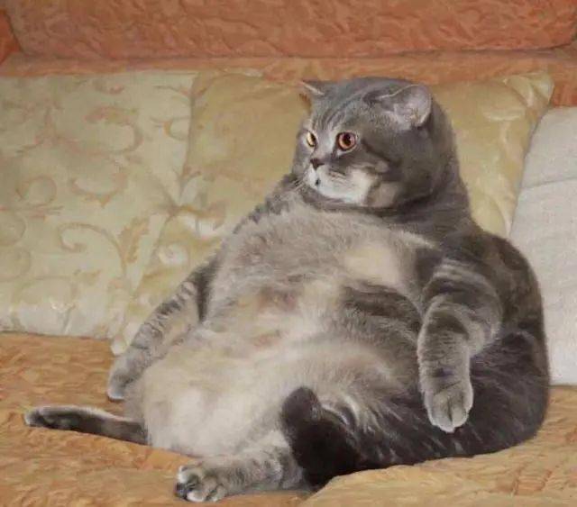 虚胖猫形容起来应该叫外胖内虚, 日常表现为猫咪摸起来身上肉多,肉感