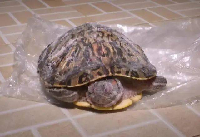 物业称将乌龟妥善保存的第二天,乌龟死了.