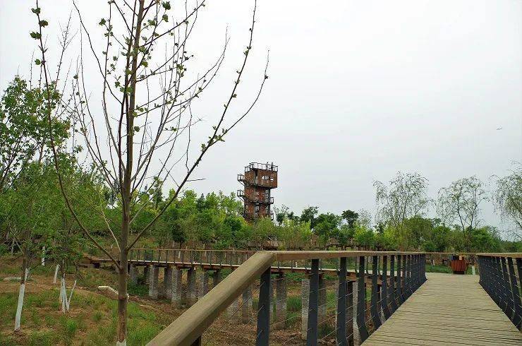 这片空中沙滩位于东郊湿地公园内, 景区大名叫做"白沙观鹭".