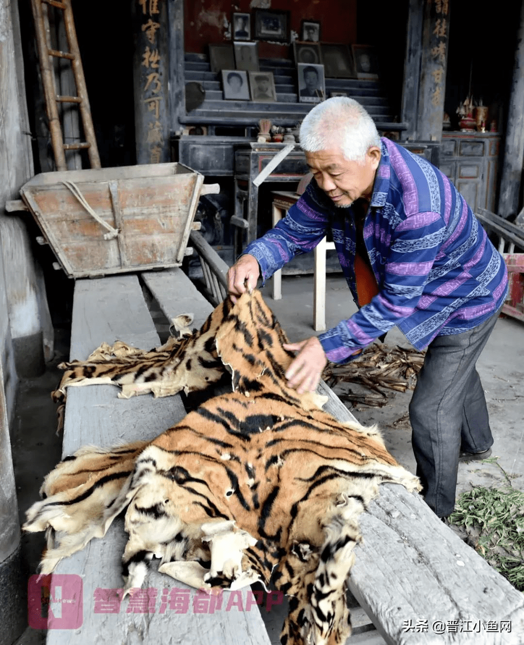 泉州深山寻虎迹"爷爷被老虎咬死那年,我的父亲才9岁.