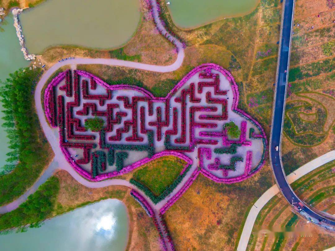 快来闯花海迷宫!义乌植物园20万株月季齐开放!