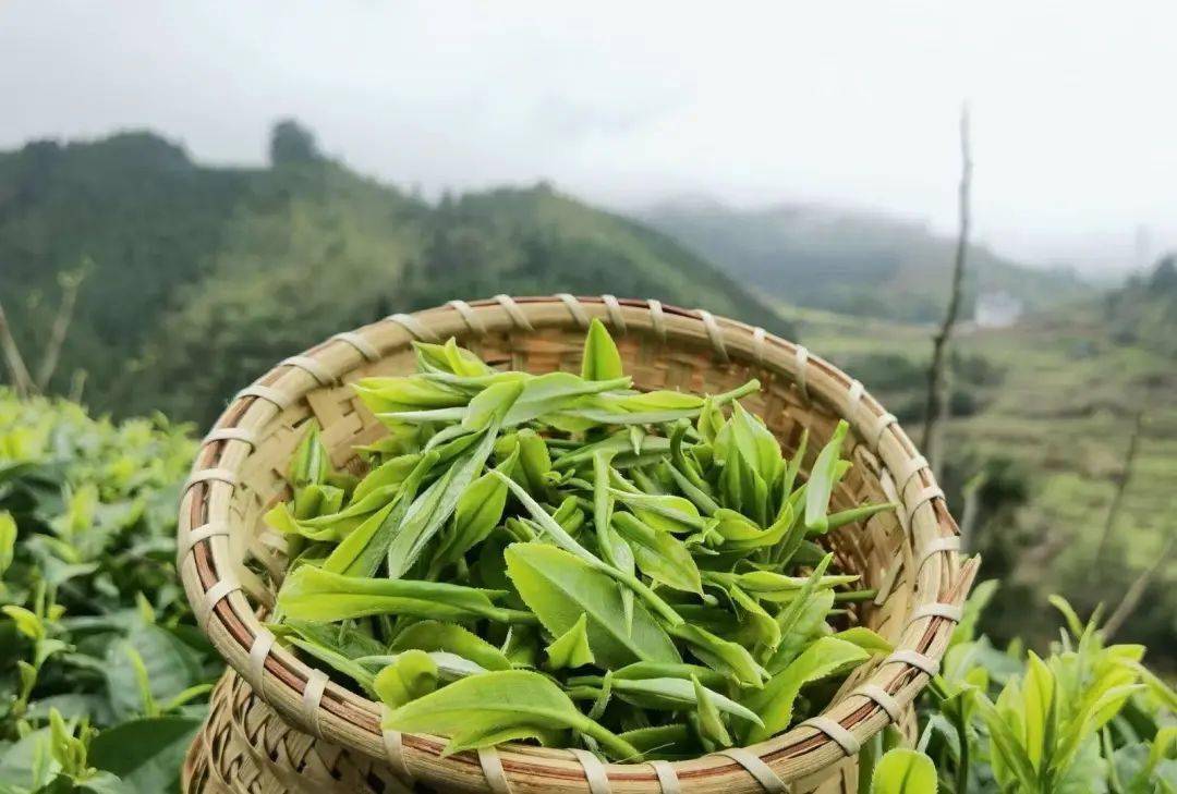 乐昌大源镇:大自然的馈赠的好茶乐昌位于广东最北端,地区多为丘陵或者