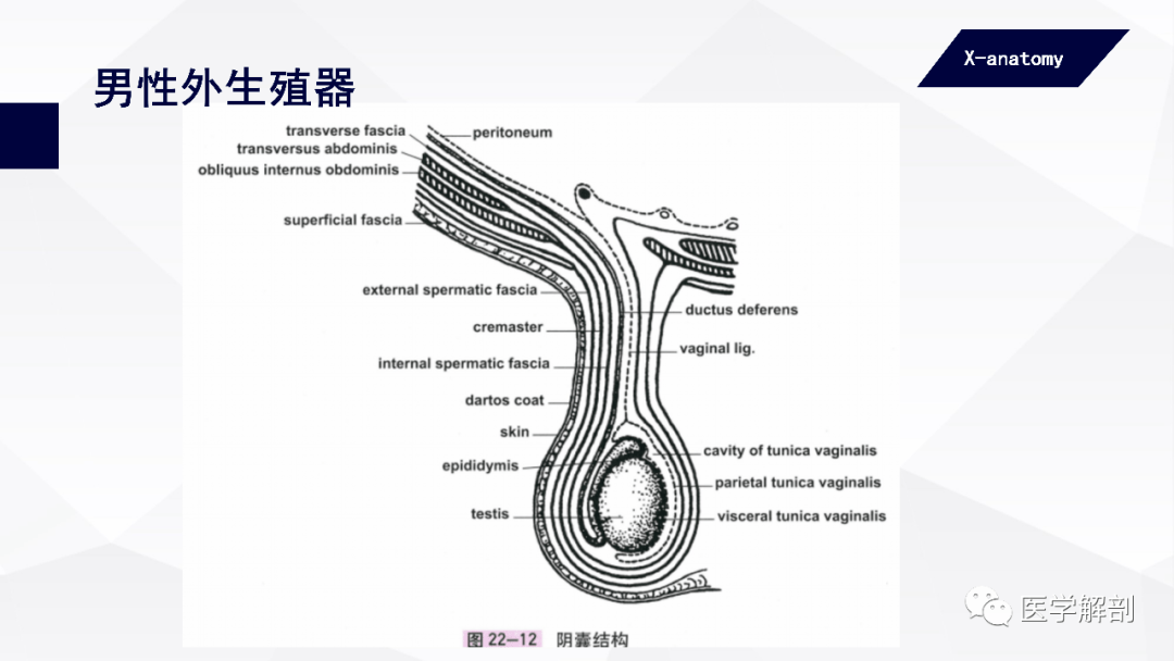 人体解剖学:男性生殖器 | 男性外生殖器(二)