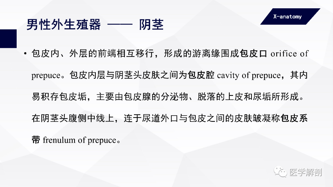 人体解剖学男性生殖器男性外生殖器二