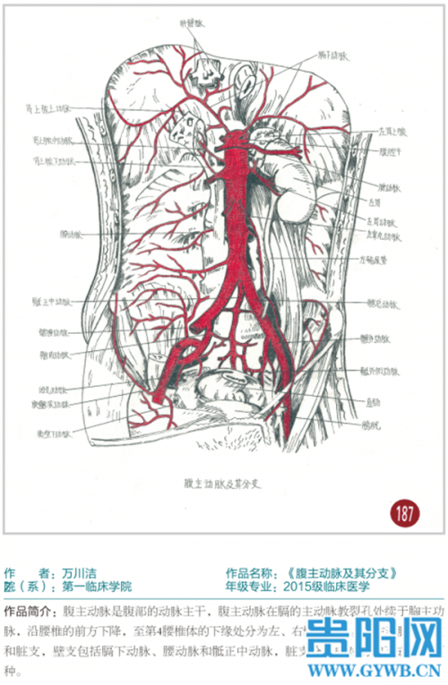 被学医"耽误"的画家!贵州这所学校学生画的人体器官结构图栩栩如生