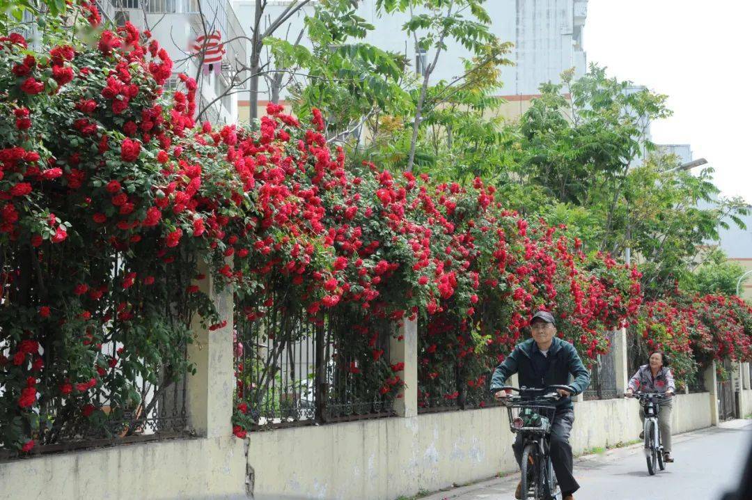 菏泽街头邂逅"醉美"花墙!_小区