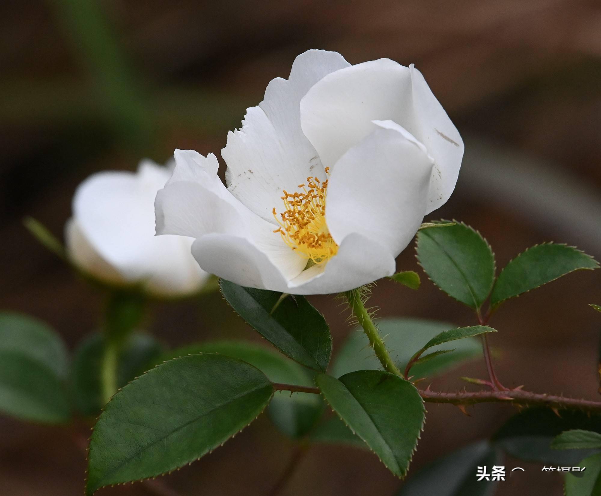 广东南岭大山里的金樱子花开