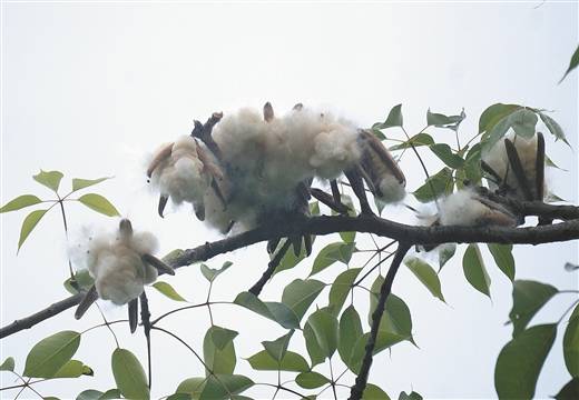 美丽异木棉枝头上的棉絮内包裹着种子. 南国早报记者 何定坚摄