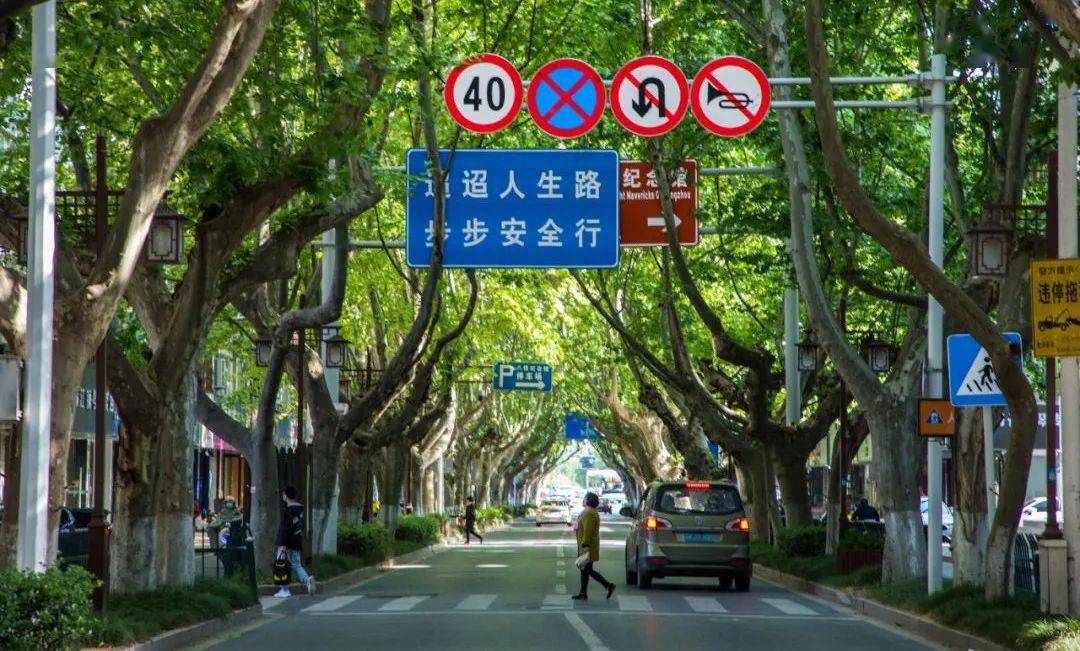 梧桐深深淮海路从南到北慢慢看扬州