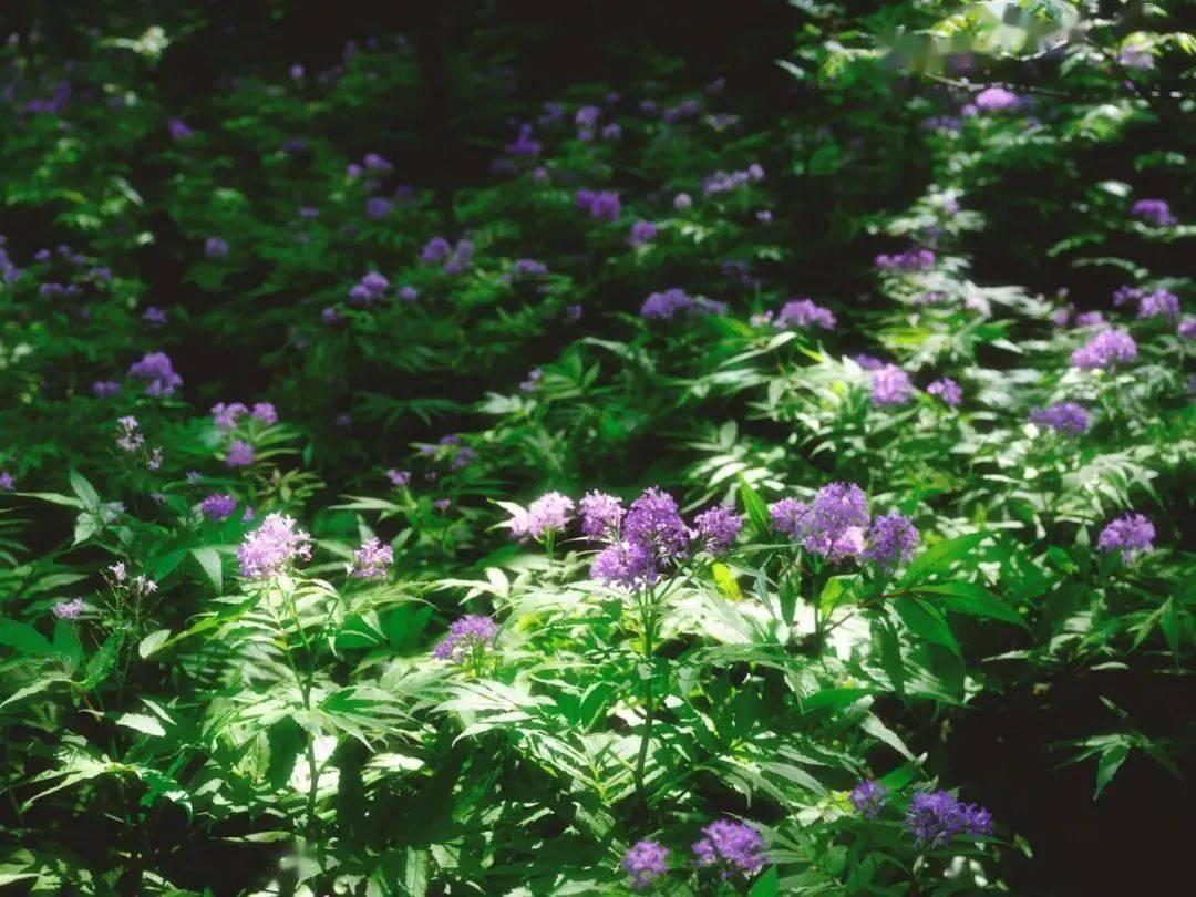 初夏广元新玩法 | 青川万亩芥菜花,开了!
