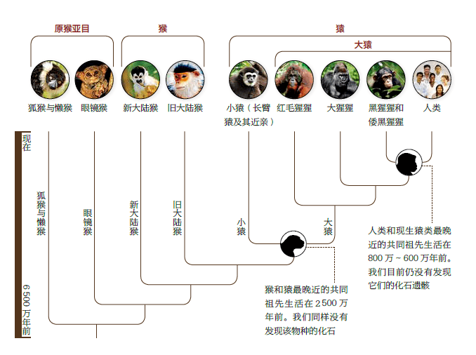 在生活中,总是有人指着黑猩猩称,这就是我们人类的祖先.