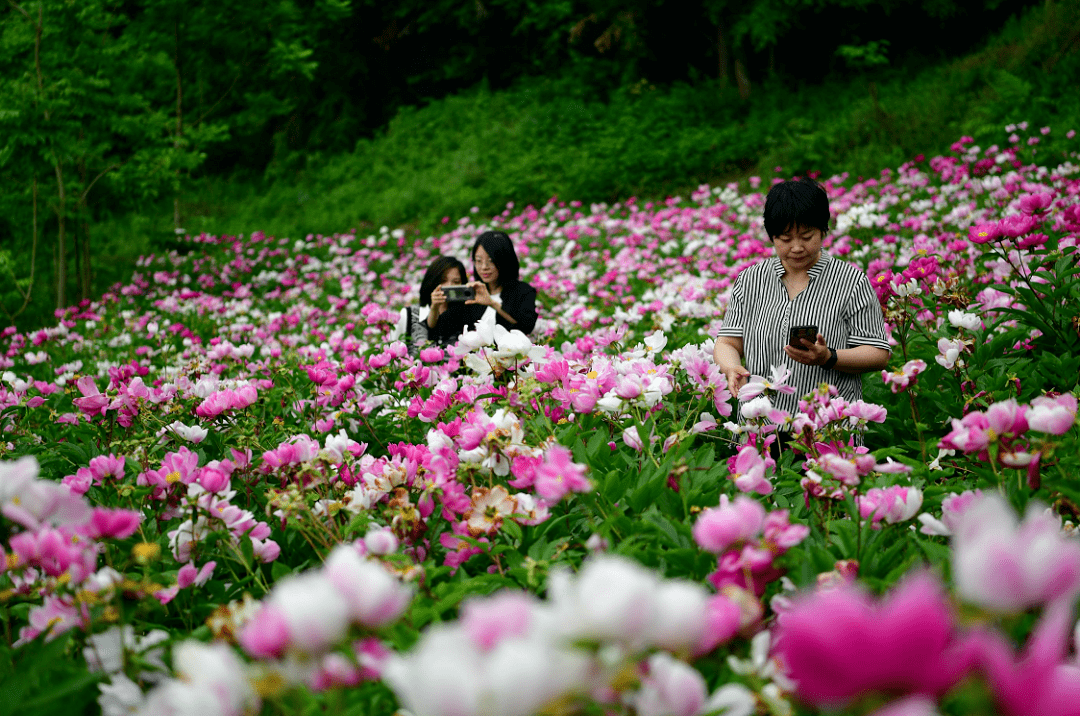 平利县城关镇:农旅产业的花样创新_芍药