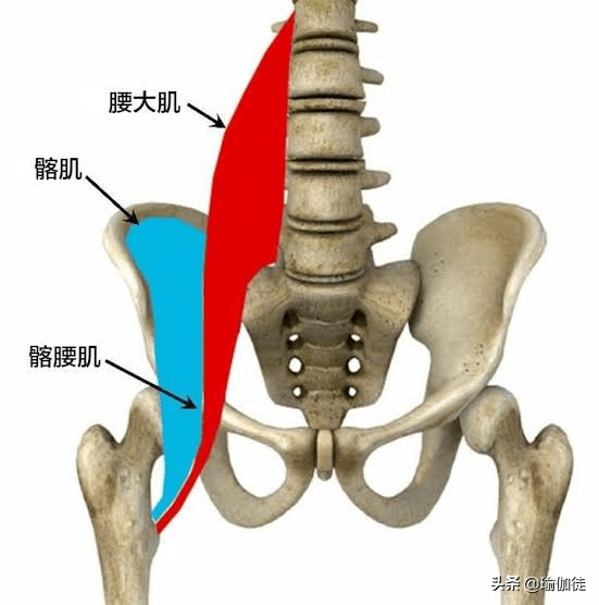 如何伸展和加强腰大肌