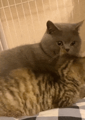 造孽啊橘猫跟狗真的可以生出孩子
