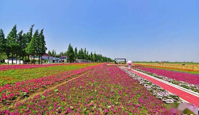 美翻了藏在无锡古村里的花海向你发来邀请