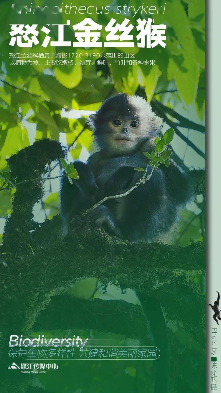 探秘怒江生物多样性海报组图系列③怒江金丝猴