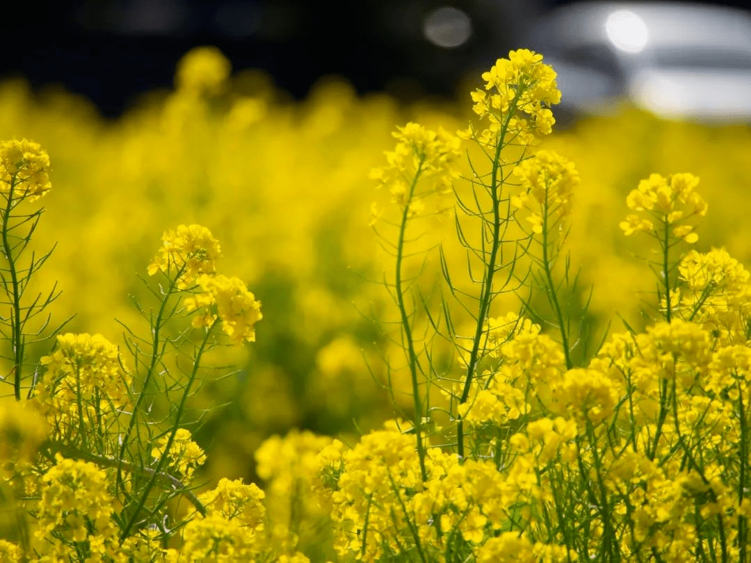 何必下江南顺义油菜花海又双叒叕盛放了快来打卡吧