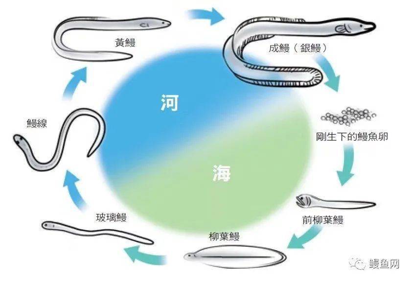 鳗鱼百科 | 日本鳗生活史:探寻了半个多世纪,我们才知道它的故乡在