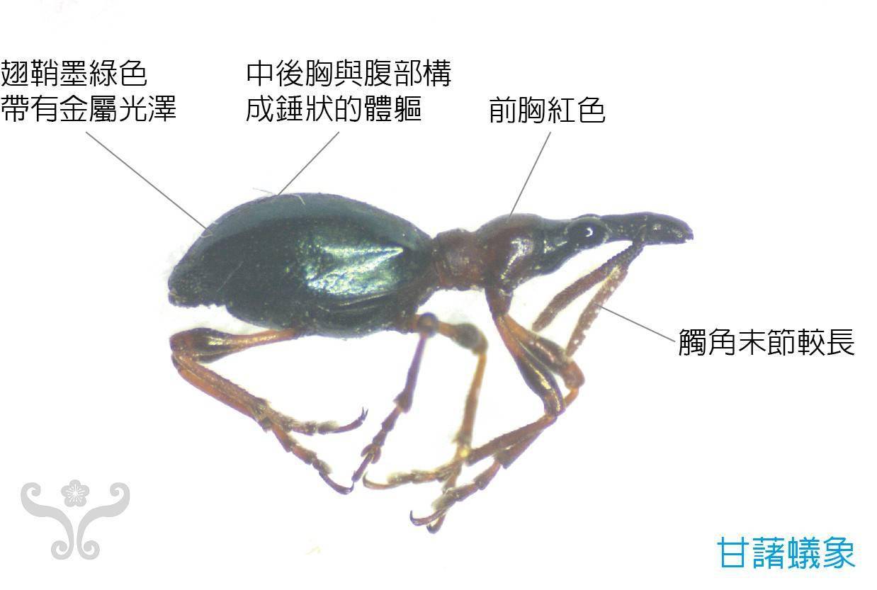 红薯病虫害早知道——蚁象甲,不仅在生长期为害,储藏期也有害