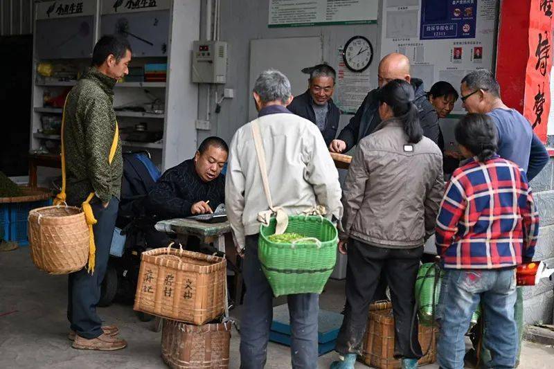 自茶厂创办以来,他承诺只要是残疾人或残疾人家庭向他销售茶叶鲜叶