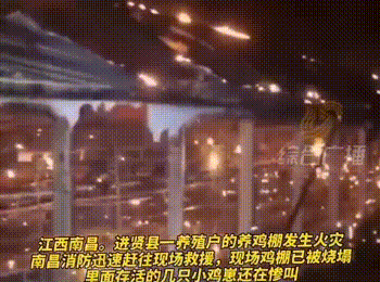2 鸡场突发大火,活鸡变